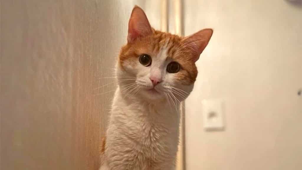 Twix the cat's passing unites Russians in a rare moment of national grief