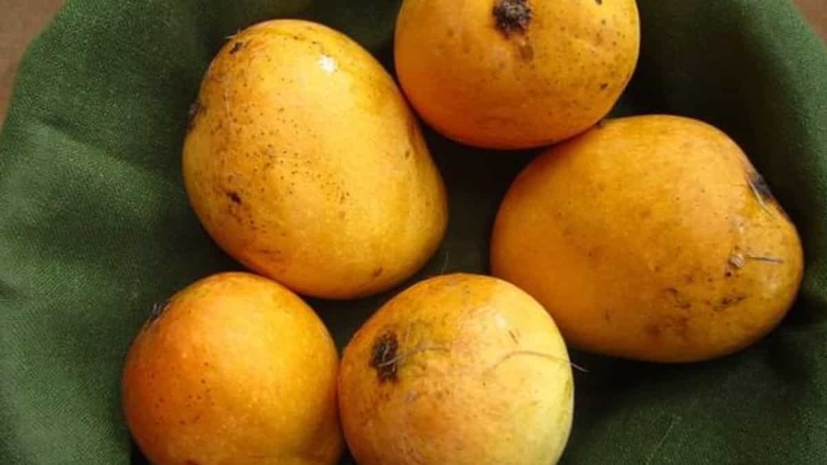 'Mangoflation' in India's Goa: Mancurads being sold for whopping $84 a dozen, says report 'Mangoflation' in India's Goa: Mancurads being sold for whopping $84 a dozen, says report