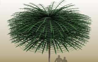 Scientists discover ‘absolutely unique’ 350-million-year-old ‘alien’ tree in Canada