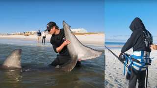 US man catches giant 540kg great white shark single-handedly | WATCH
