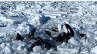 Drone footage shows struggling killer whales trapped in ice off Japan's Hokkaido