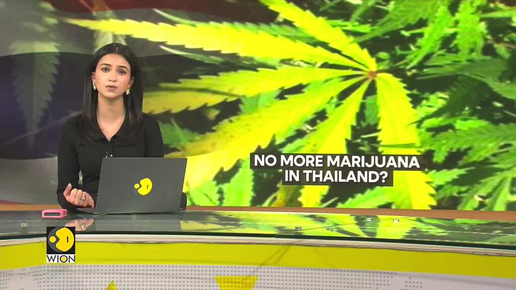No more marijuana in Thailand? New laws to clamp down on marijuana