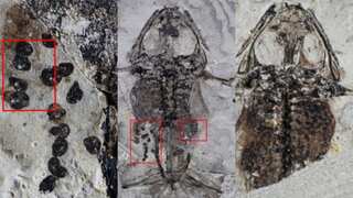 Fossil of a dinosaur-era frog suggests it suffered gruesome death while mating