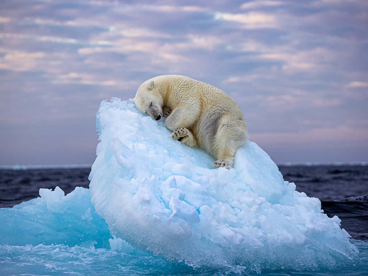 Wildlife Photographer of the Year People’s Choice award announced | See pictures inside Wildlife Photographer of the Year People’s Choice award announced | See pictures inside