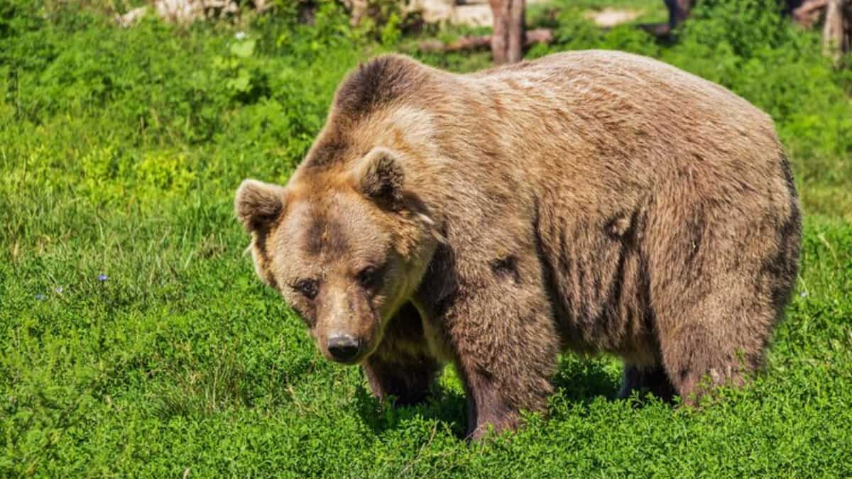 Italian province culls ‘dangerous’ Alpine brown bear for ‘excessive confidence’, sparks outrage Italian province culls ‘dangerous’ Alpine brown bear for ‘excessive confidence’, sparks outrage