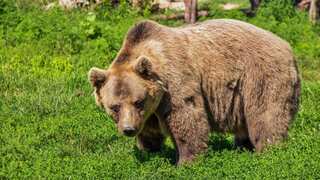 Italian province culls ‘dangerous’ Alpine brown bear for ‘excessive confidence’, sparks outrage