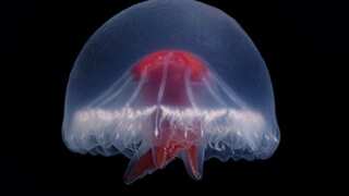 Jellyfish with possibly venomous bright red cross and 240 tentacles found near remote deep-sea volcano