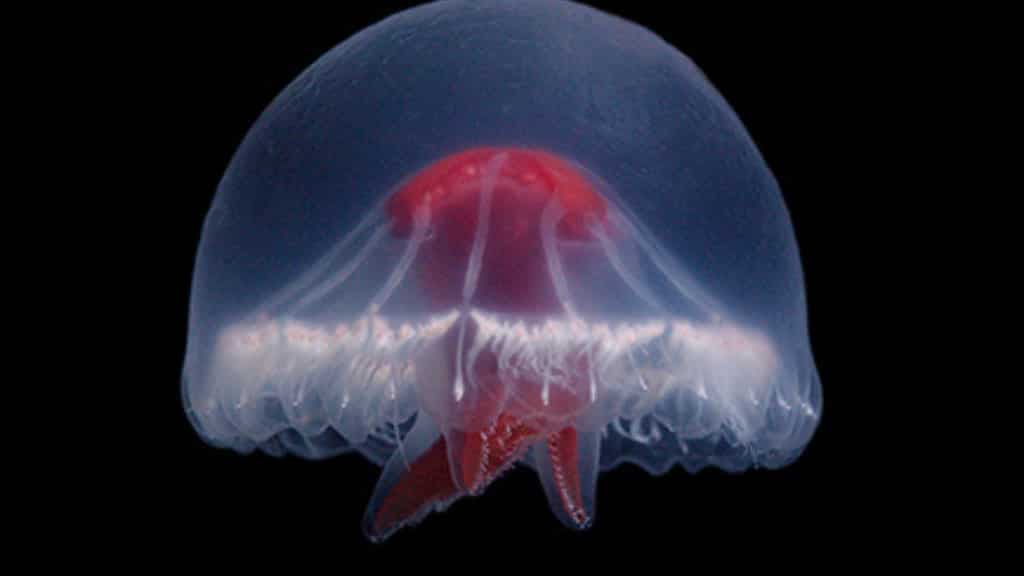Jellyfish with possibly venomous bright red cross and 240 tentacles found near remote deep-sea volcano