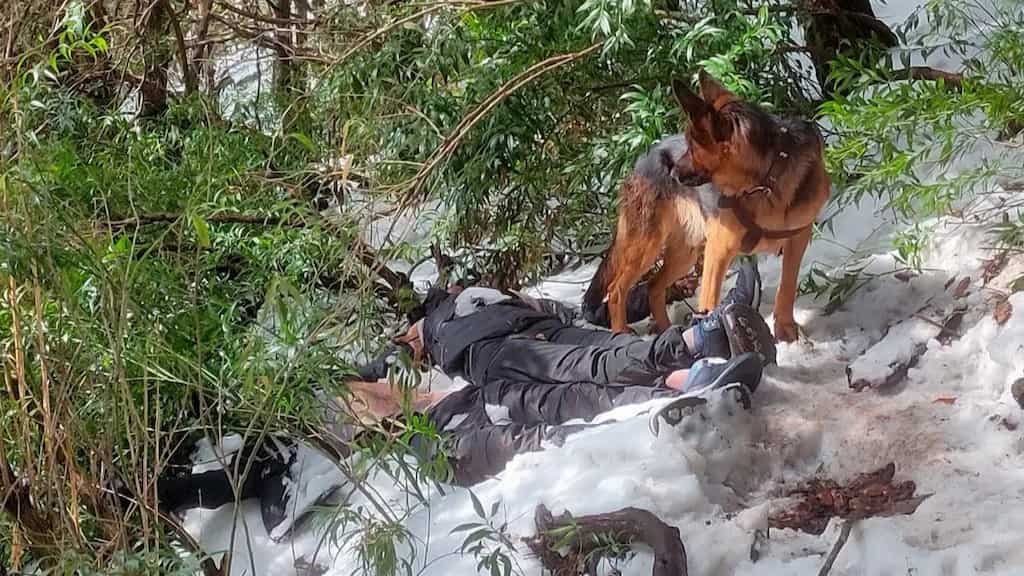 Pet dog protects owner's body from wild animals for 48 hours amid heavy snow. Watch