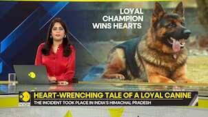 Gravitas | Heart-wrenching tale of a loyal canine