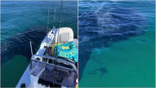 Watch: Rare, massive sea creature with more than 3,000 teeth spotted in Australia
