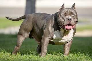 Two dogs that fatally attacked UK grandmother identified as XL bullies