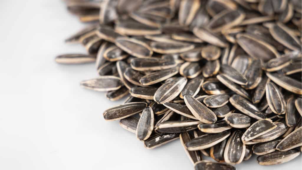 Sunflower Seeds: Seven reasons to include these healthy kernels in your daily diet