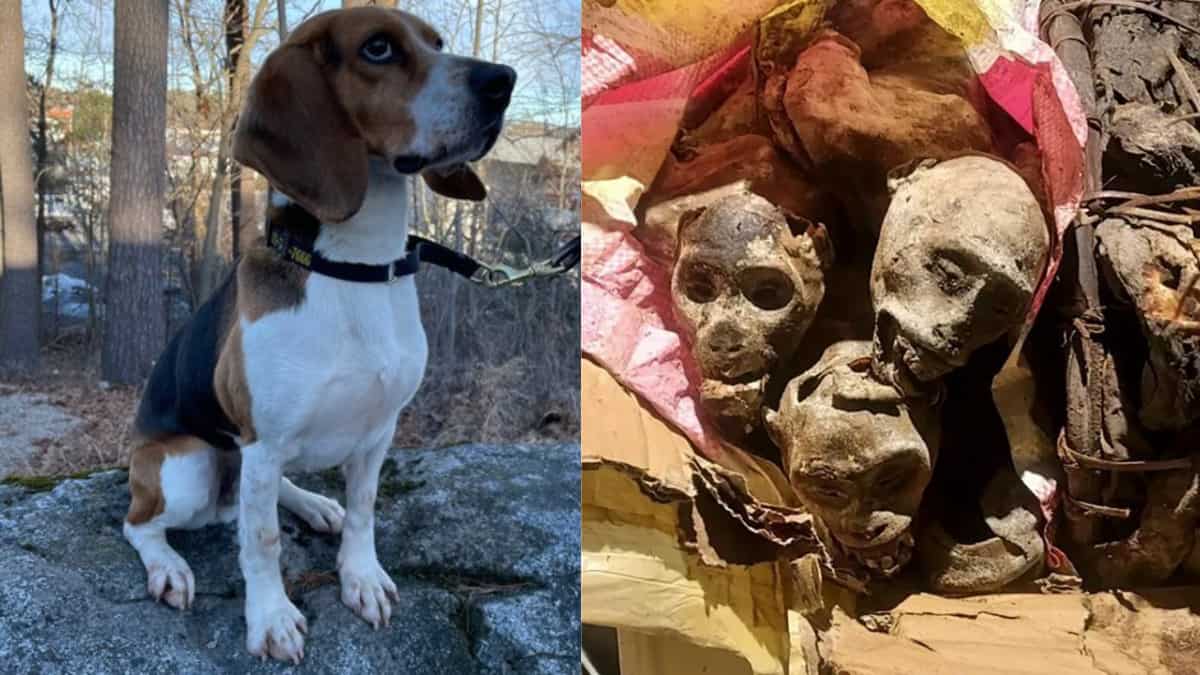 US: Sniffer dog finds mummified monkeys inside passenger's luggage at Boston Logan Airport