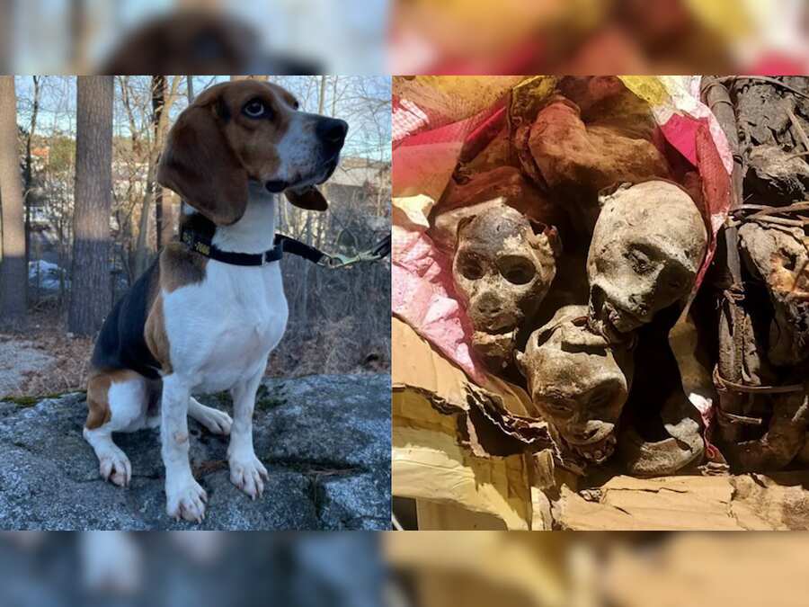 US: Sniffer dog finds mummified monkeys inside passenger's luggage at Boston Logan Airport