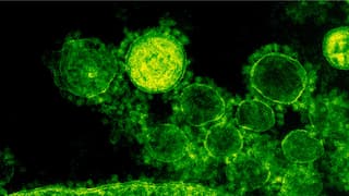 What is Alaskapox? The newly-found viral disease that has already claimed one life