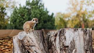 ‘Wake up call’: First-of-its-kind UN report finds 22% migratory animals face extinction, thanks to humans