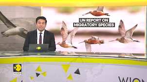 1/5th of world's migratory species are at risk of extinction: UN report