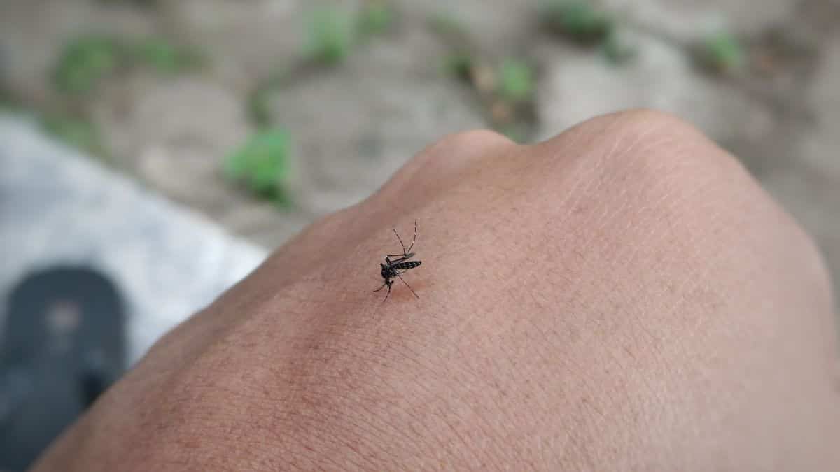 India: 'Tornado' of mosquitoes in Pune alarms residents. Watch video here India: 'Tornado' of mosquitoes in Pune alarms residents. Watch video here
