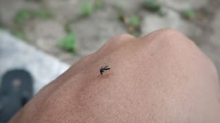 India: 'Tornado' of mosquitoes in Pune alarms residents. Watch video here