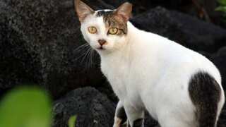 US: Pet cat may be responsible for first bubonic plague case in Oregon after nearly a decade