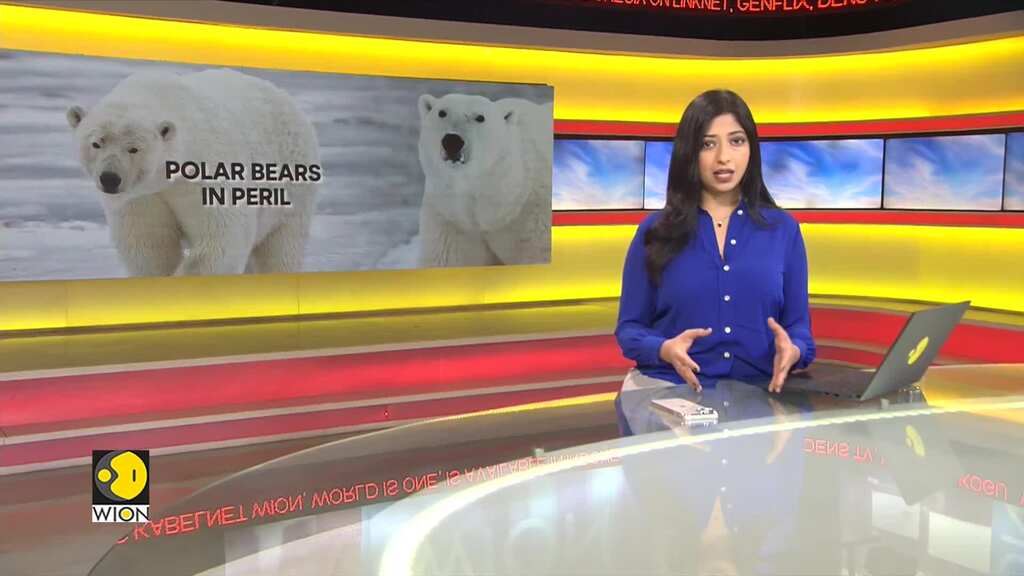 Polar bears face starvation threat as Arctic sea ice melts