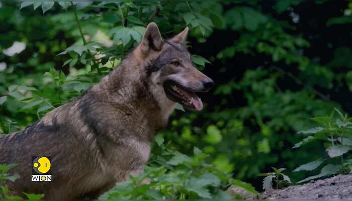 Gravitas | Findings from Chernobyl: A milestone in Cancer research