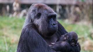 Another critically endangered gorilla born at London Zoo