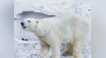 Watch | Polar bears may be dying of starvation, rare footage provides some insight