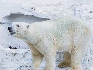 Watch | Polar bears may be dying of starvation, rare footage provides some insight