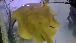 Who’s the dad? Stingray pregnant without any male companion of her species in aquarium