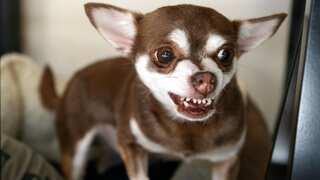 New research suggests your Chihuahua or other toy breed dog may have 'shark teeth'.  Here's what it means
