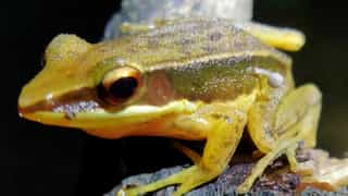 Mushroom found growing on frog’s side in India’s Western Ghats baffles scientists