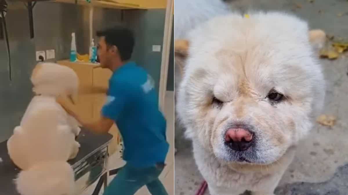 India: Pet groomers arrested after video of them beating a dog goes viral India: Pet groomers arrested after video of them beating a dog goes viral