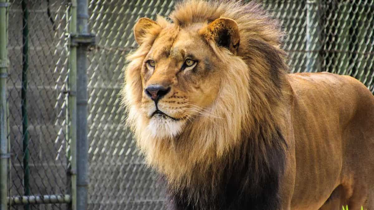 India: Man fatally attacked by lion while attempting selfie in Tirupati zoo enclosure India: Man fatally attacked by lion while attempting selfie in Tirupati zoo enclosure
