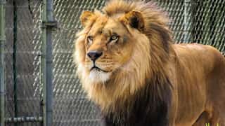 India: Man fatally attacked by lion while attempting selfie in Tirupati zoo enclosure