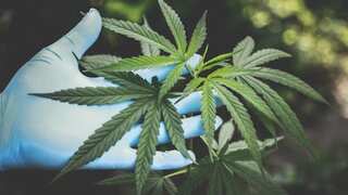 In historic move, US unveils proposal to reclassify Marijuana as 'low-risk drug'