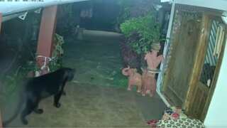 Rare sighting: Black panther quietly enters home in India's Coonoor. WATCH