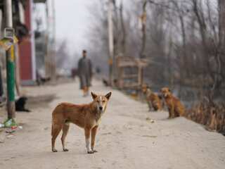 India: Masked man guns down 20 stray dogs in Telangana village, investigation underway