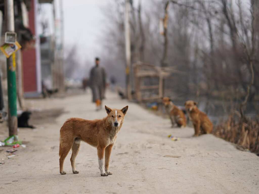 India: Masked man guns down 20 stray dogs in Telangana village, investigation underway