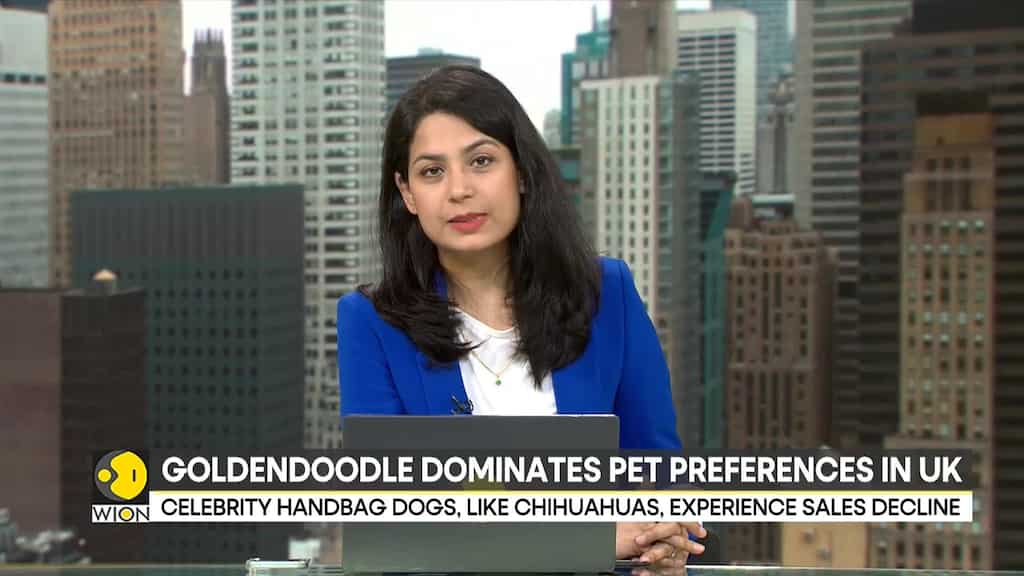 Goldendoodle dominates pet preferances in UK; decline in celebrity handbag dog era | WION