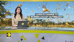 Locust hotspots could expand due to rising temperatures: Study