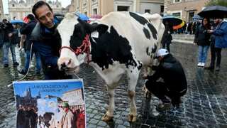 Italy's farm distress symbol Ercolina the cow receives Pope's blessings