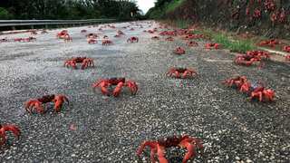 Australia: Exceptionally dry weather causes historic delay of red crab migration