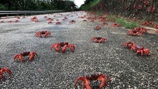 Australia: Exceptionally dry weather causes historic delay of red crab migration