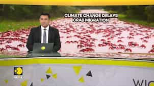 Dry weather conditions hamper migration of red crabs