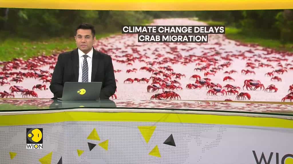 Dry weather conditions hamper migration of red crabs