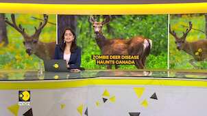 Gravitas | The spread of 'zombie deer disease': Should you be worried?