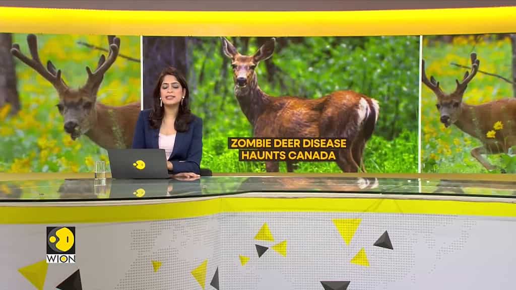 Gravitas | The spread of 'zombie deer disease': Should you be worried?