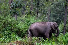 BJP-Congress politics in Karnataka, Kerala over man reportedly killed by elephant. Here's what happened BJP-Congress politics in Karnataka, Kerala over man reportedly killed by elephant. Here's what happened